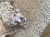 Güzelleri güzeli toy poddle