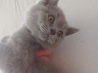 SCOTTİSH VE BRİTİSH SHORTHAİR BEBİŞLER UYGUNA!
