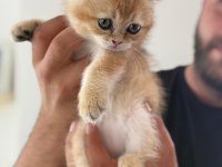 Sağlıklı sevimli british shorthairlar