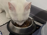 MECBURİYETTEN ANKARA KEDİSİ KIZIMIZA YUVA ARIYORUZ