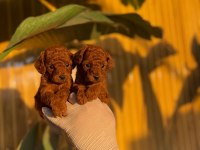 Toy Poodle Bebekler Referans Yavru