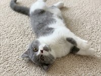 Muhteşem British Shorthair Blue Bicolor Dişi Yavrular