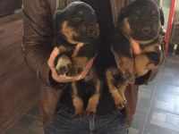 orjınal yavrular rezervde rottweiler