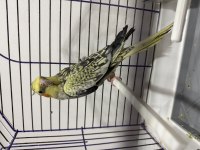 Erkek çok güzel jumbo sultan al götür kaçırma