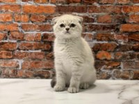 Scottısh Fold Sılver Yavrularım 