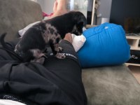 Chihuahua erkek egzotik renkli 60 günlük
