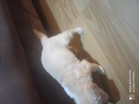 Golden retriever iki aylık erkek aşıları yapılmış