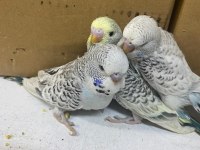 Yeme Düşmeye Yakın Renk Güzeli Muhabbet Kuşu Yavrular