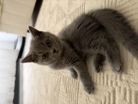 British shorthair 2 aylık kedimiz