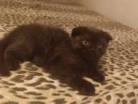Scottish fold bebişler yeni yuvalarını arıyor