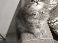 Yün Yumağı Çok Tatlı Chinchilla Yavrularım