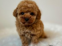 Üst kalite toy poodle bebeklerimiz