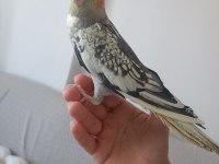 Yurtdışına Çıkacağım İçin Kuşumu Satıyorum
