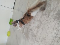 Yavru kedime acil yuva arıyoruz