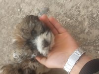 Süs köpeği yer Niğde merkez