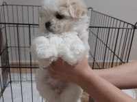 ŞECERELİ KOREAN MALTESE YAVRULAR 2 ERKEK 1 DİŞİ