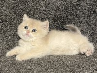 Anne Baba Şecereli Blue Golden Ay12 Safkan British Erkek
