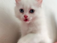 British Shorthair Kedilerimiz
