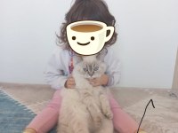 British shorthair blue point