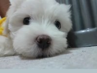 6 aylık köpeğimiz zeusu muzu mutlu bir yuva