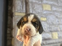 Beagle yavrular dişi erkek mevcut