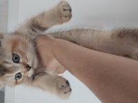 2 ayrı anneden bir dişi ve biri erkek british shorthair