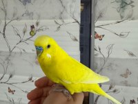 Erkek muhabbet kuşu 1.5 yaş