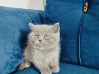 British shorthair yavrumuz