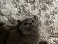 1.5 Aylık 4 tane saf british shorthair yavrularımız