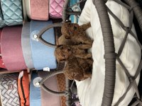 Ömür boyu ırk garantili poodle yavrularımız