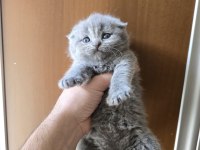 Teslime hazır british shorthair kedisi