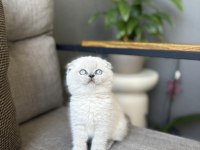 SCOTTISH FOLD BLUE POİNT YAVRULARIM 