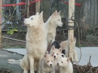HUSKY BEBEKLER (HER RENK)