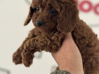 Petmode Köpek Çifrliğinden Kore Toy Poodle Yavrular