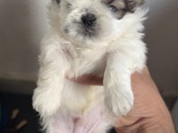 Shih Tzu Yavrularımız
