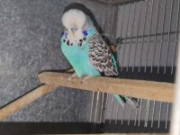 Show Jumbo Erkek Muhabbet Kuşu