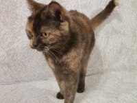 British shorthair kitten brown color cholatte