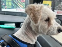 Maltese Terrier
