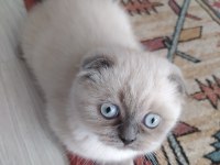 scottish fold dişi