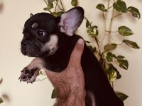 Black tan french bulldog bebekler