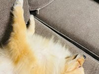 Pomeranian 6 aylık köpeğimiz