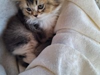 Scottish fold ve british shorthair yavrularımız