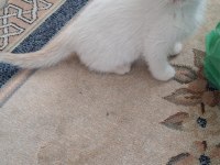 Minnoş Kedim