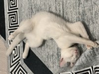 11 Aylık Ankara Kedimiz Lina