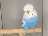 Muhabbet kuşu show jumbo