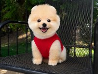 Orjinal Pomeranian Boo Yavrumuz Moi