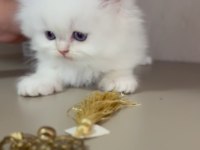 Pamuk şeker tadında sevgi yumağı bir kız kedimiz