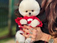 ALBİNO BEMBEYAZ FİNCAN BOY POMERANİAN BOO