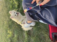 1.5 yaşında dişi pomeranian spitz
