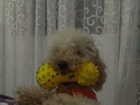 1,5 yaşında saf kan erkek toy poodle